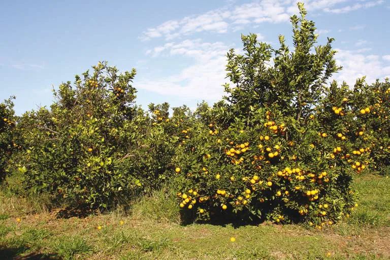 Tecnologia chega para auxiliar o produtor no controle do greening, doença que atingiu 24,42% das laranjeiras do cinturão citrícola do país em 2022