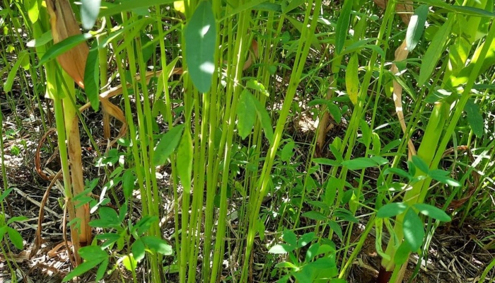 Consórcio de milho com Crotalaria ochroleuca. - Foto: Fernanda Ikeda