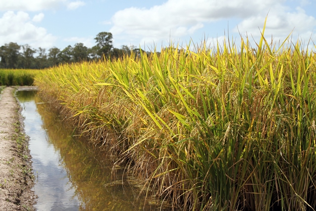 O Congresso Brasileiro de Arroz Irrigado ocorre e 26 a 29 de julho, em Santa Maria (RS). - Foto: Paulo Lanzetta