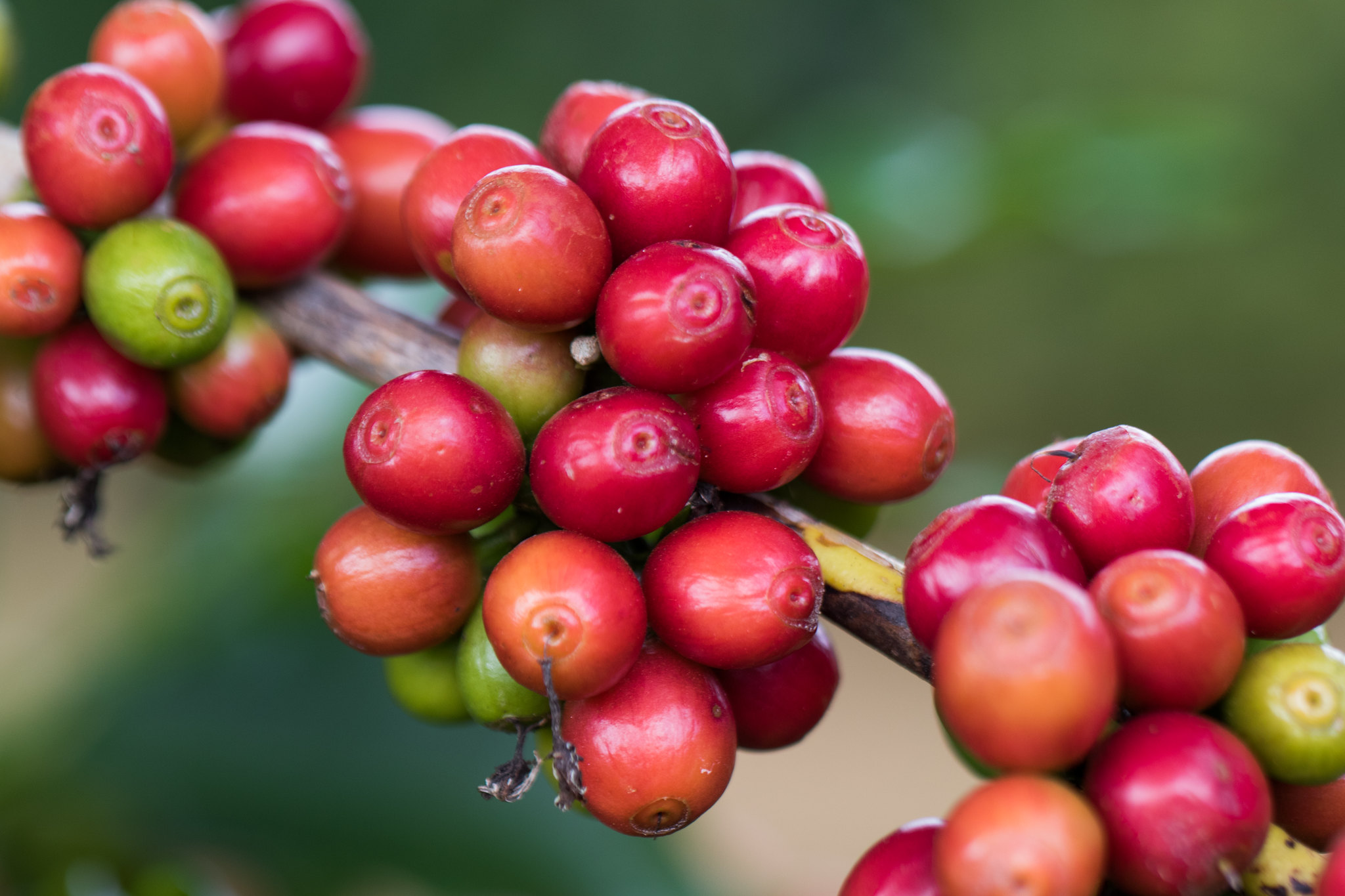 Safra brasileira total está estimada em 53,42 milhões de sacas de 60kg, sendo 35,71 de café arábica e 17,71 milhões de conilon. - Foto: Wenderson Araujo/CNA