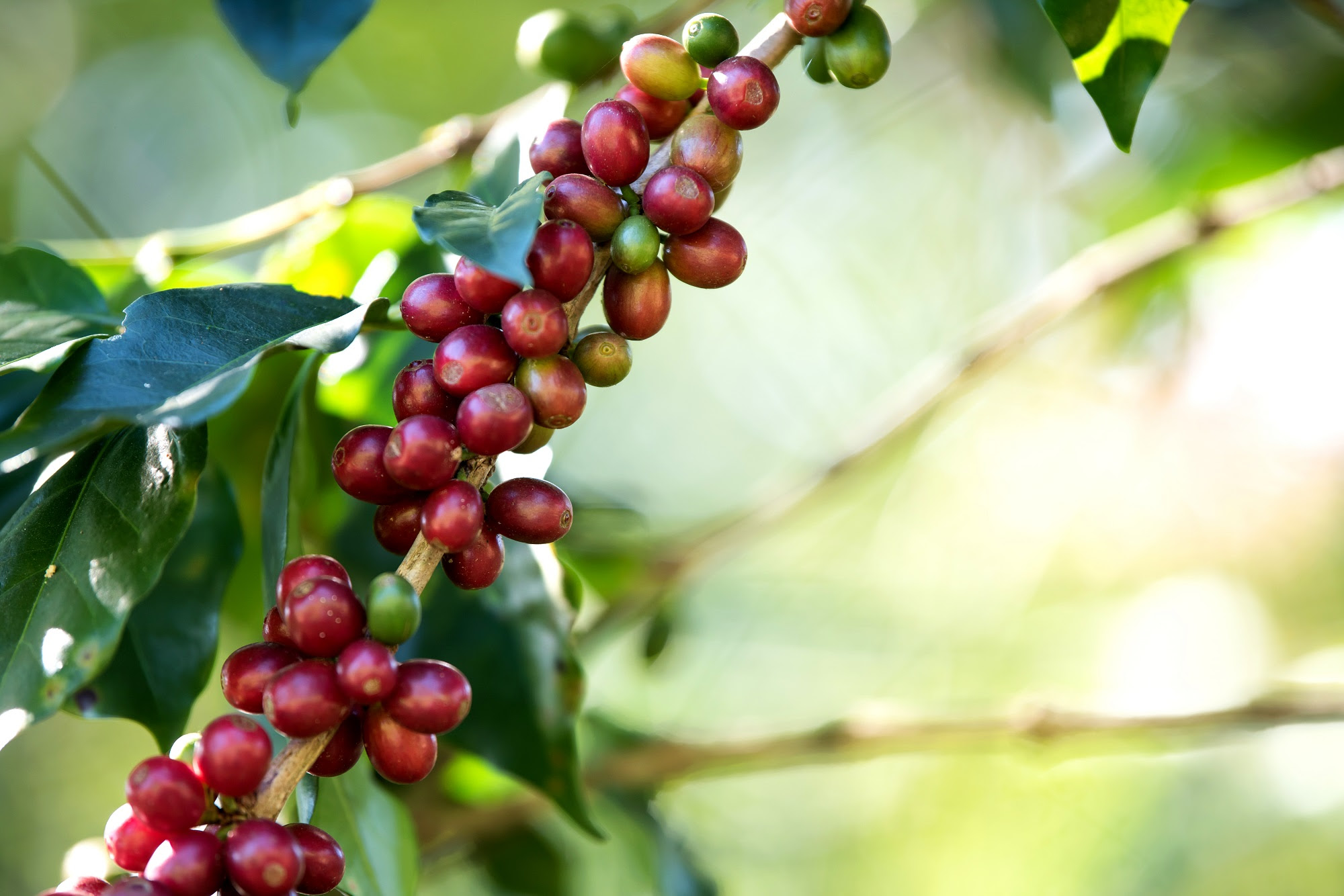 Uso do Beauveria bassiana tem ajudado no combate à broca do café