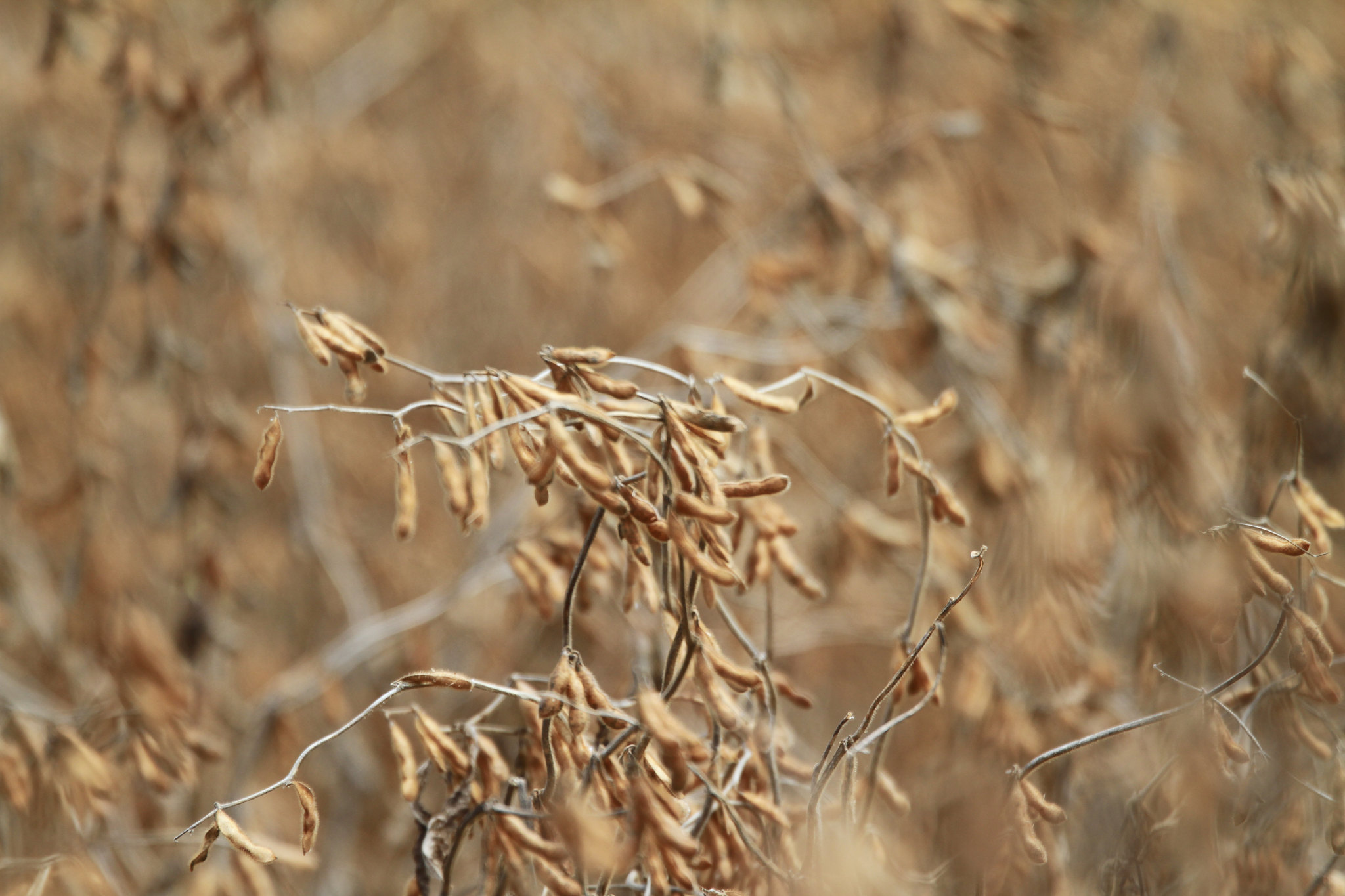 Semeaduras da soja em épocas inadequadas podem afetar o porte, o ciclo e o rendimento das plantas e aumentar as perdas na colheita. - Foto: Wenderson Araujo/CNA