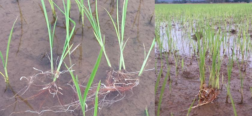 Galhas formadas no sistema radicular de plantas de arroz infectada pelo nematoide (Timbé do Sul)