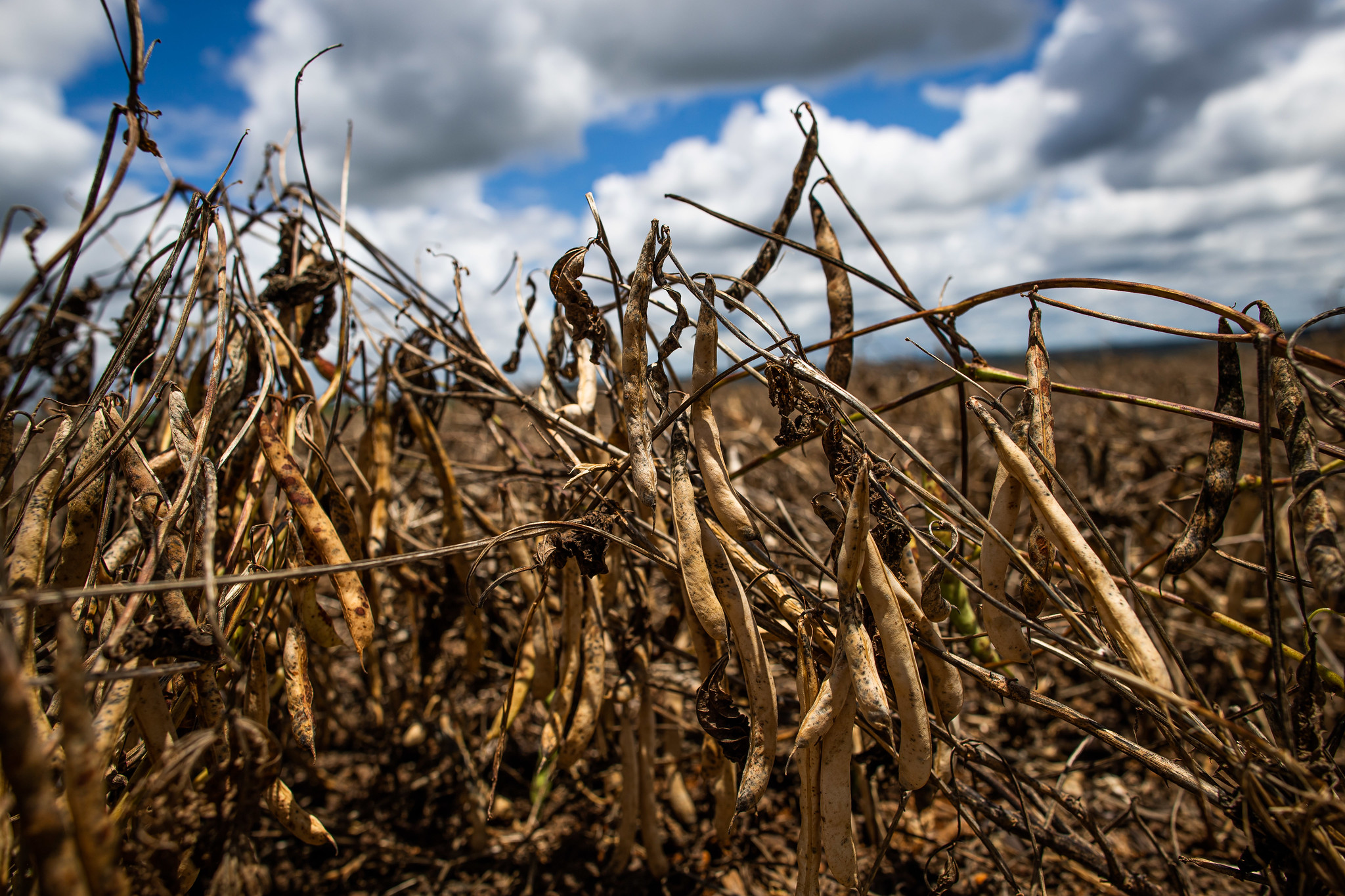 Entre as medidas, destacam-se a redução da taxa de juros, de 5% para 4% ao ano, para quem produzir alimentos, como arroz, feijão, mandioca, tomate, leite, ovos, entre outros; Foto: CNA