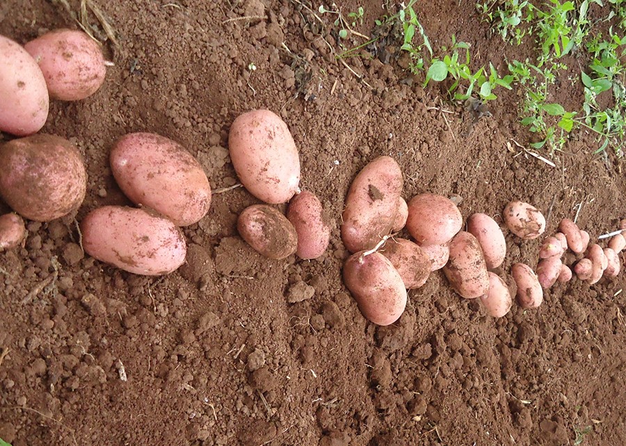 No campo, a BRS F183 (Potira) é pouco suscetível a deformidade e a versatilidade culinária do material também ajuda a aumentar o apelo junto aos consumidores. - Foto: Arione Pereira