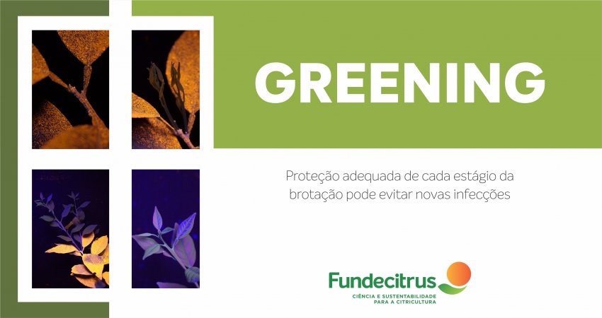 Ações otimizam as aplicações e ajudam o citricultor a ser mais eficiente na proteção dos brotos e no controle do greening. - Foto: Divulgação Fundecitrus