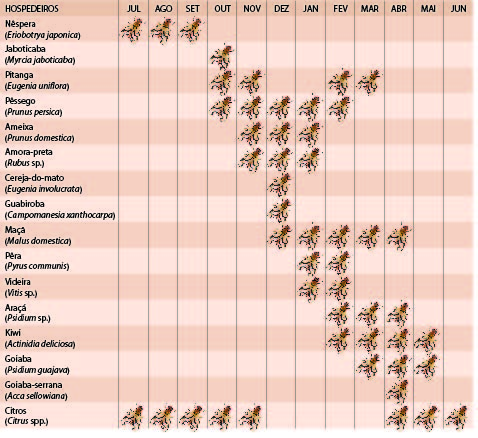 Épocas de frutificação dos principais hospedeiros de "Anastrepha fraterculus" na região de clima temperado