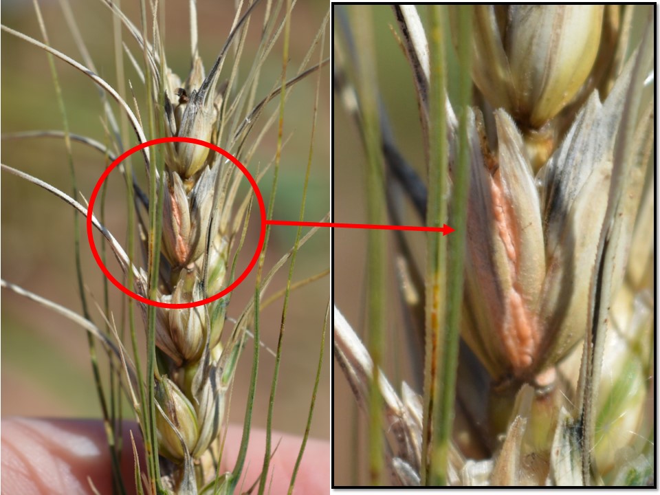 Formação de macroconídios com as espiguetas de coloração rosada&nbsp;