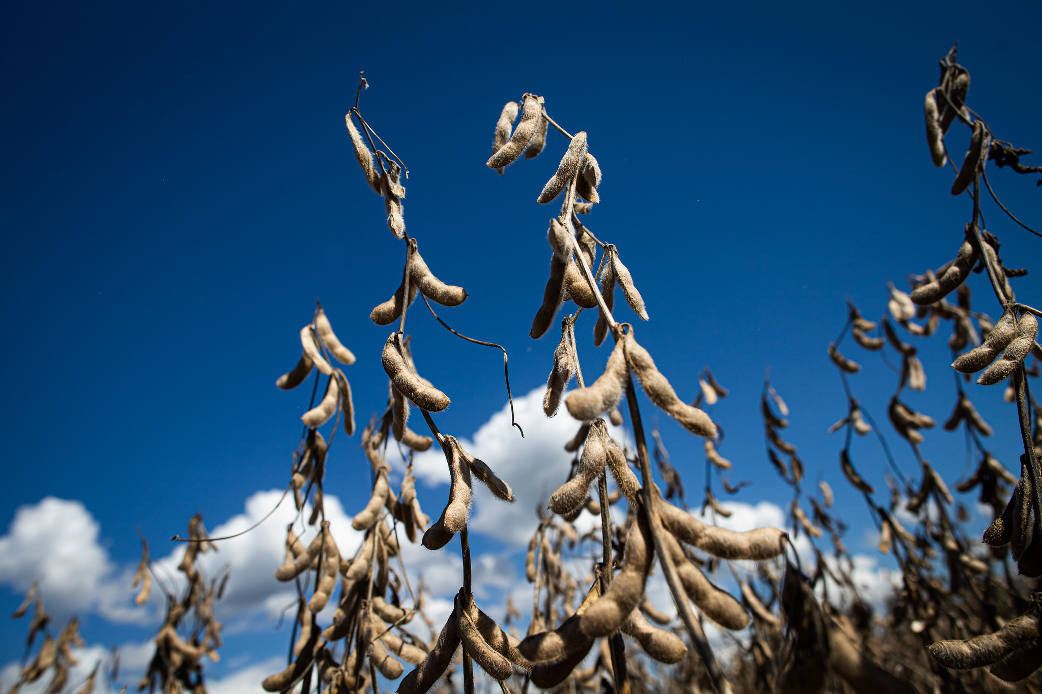 As exportações da soja em grão devem registar 92 milhões de toneladas neste ano; Foto: Wenderson Araujo/CNA