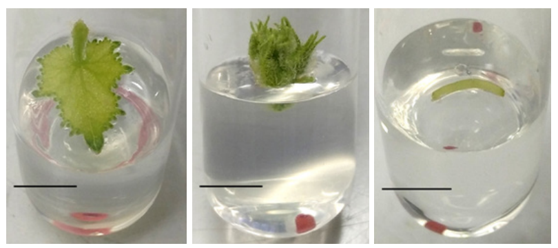 Foto apresenta diferentes tipos de explantes usados no experimento; Foto: Frederico Inácio Costa de Oliveira