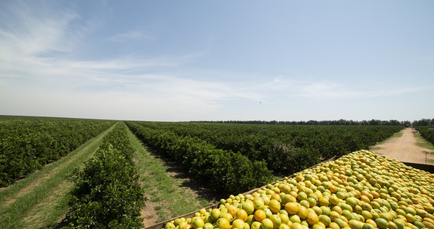 Em 2021, a doença diminuiu nova­mente na região, passando de 14,47%, em 2020, para 9,77% de plantas doentes. - Foto: Divulgação Fundecitrus