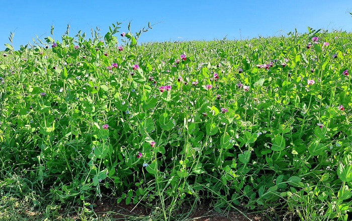 Variedade de ervilha BRS Sulina foi desenvolvida em pesquisas conjuntas entre as Unidades Hortaliças e Trigo da Embrapa; cultivar está sendo testada em Santa Catarina; Foto:&nbsp;Divulgação RAIX Sementes