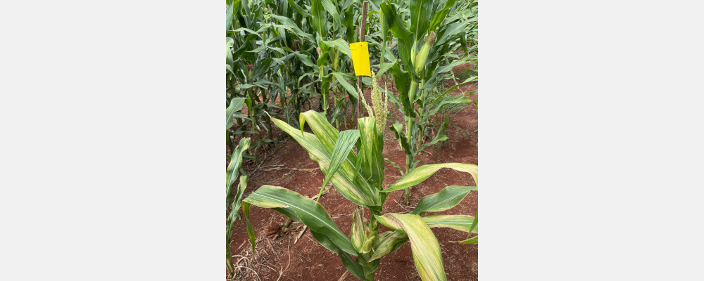 Figura 3 - sintomas do MRFV em planta de milho: redução de crescimento e produção de espigas e grãos menores que o tamanho normal