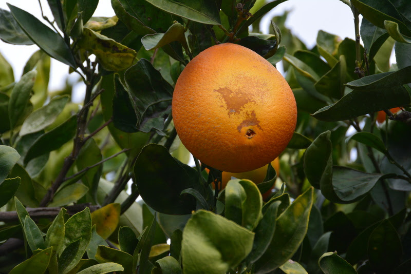 Experimento demonstra que laranjeiras bem nutridas com cálcio apresentam maior resistência a patologias como a Podridão Floral do Citros - Foto: Divulgação