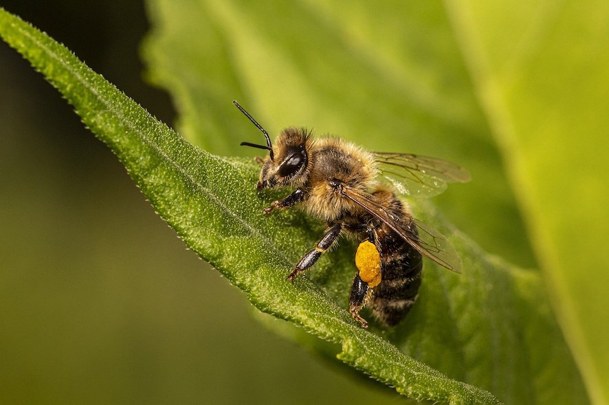 Abelha realizando polinização -- Foto: Erik Karits, Pixabay