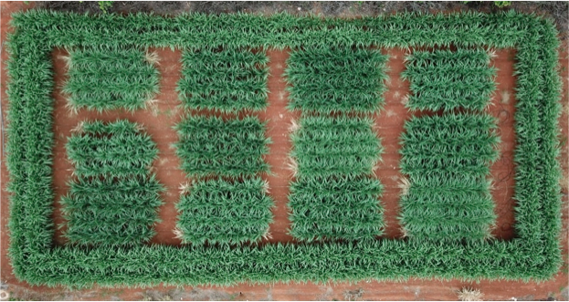 Primeiras mudas estarão disponíveis para o agricultor daqui a dois anos. - Foto: Divulgação