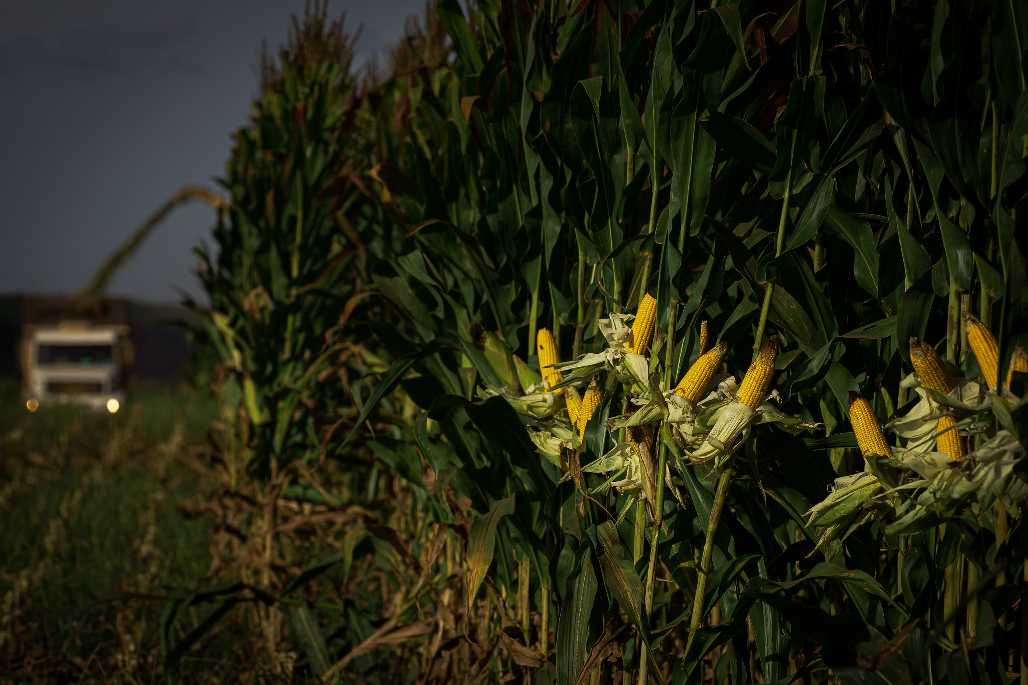 Índice de Inflação dos Preços recebidos pelos Produtores Rurais também teve retração no último mês; o principal fator que impactou o resultado nos custos de produção foi o preço dos fertilizantes. - Foto: Wenderson Araujo/CNA