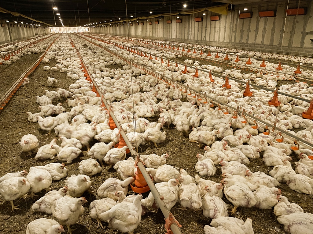 Between all the group's poultry farms, 2,8 million chickens are raised, with up to six being possible per year