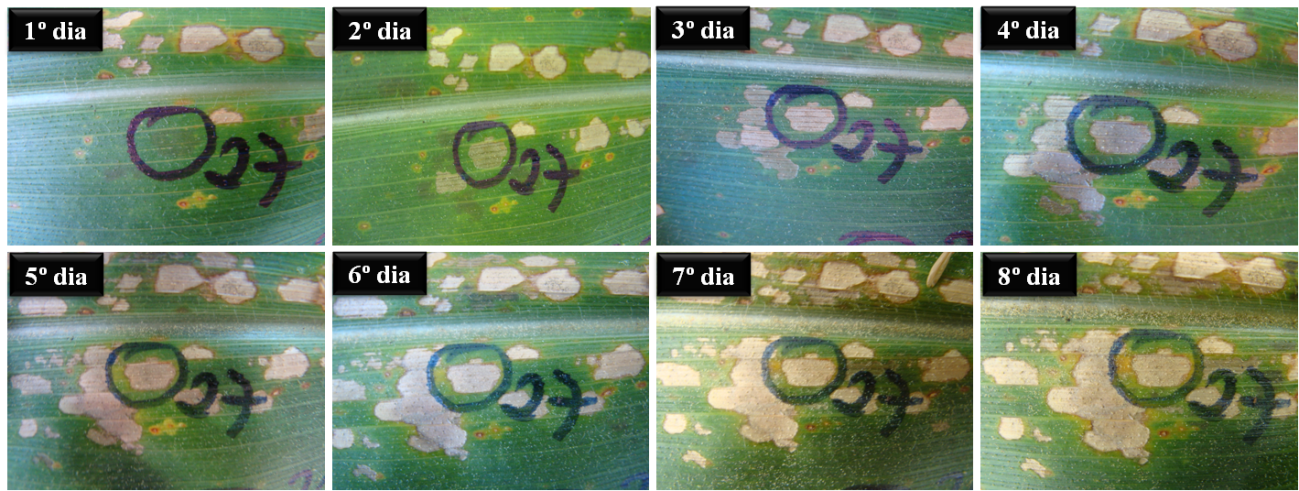 Figura 2. Evolução dos sintomas da mancha branca do milho em condição de campo (Foto: Rodrigo Véras da Costa).