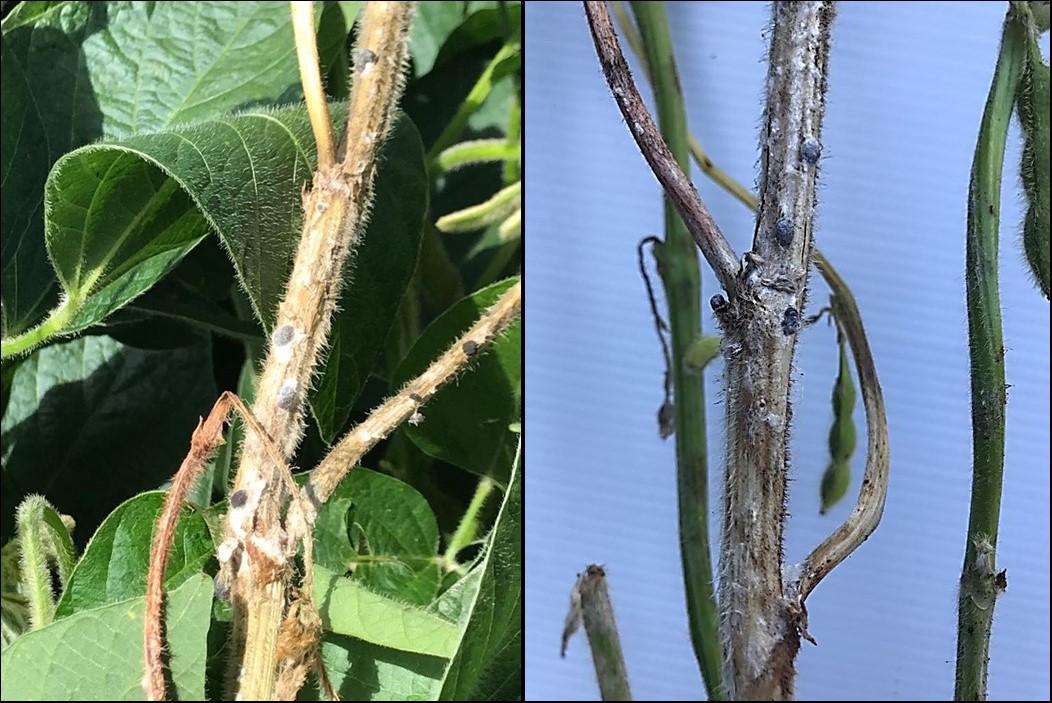 Escleródios de Sclerotinia sclerotiorum completamente formados e sintoma reflexo de seca da haste da soja