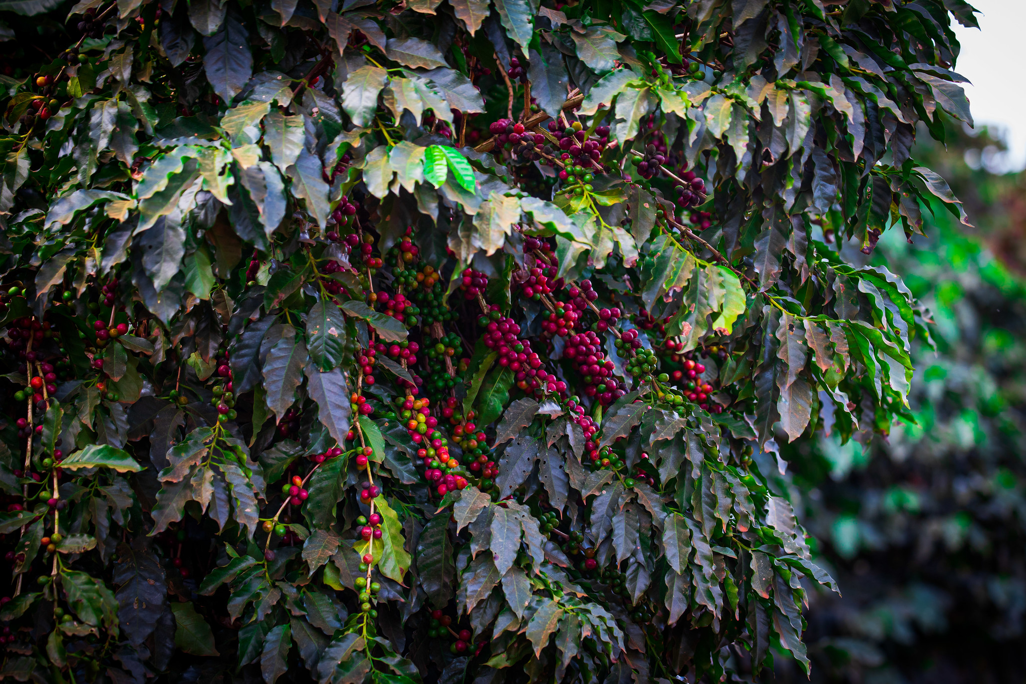 Total de café exportado pelo Brasil atinge 40,37 milhões de sacas de 60kg, com preço médio da saca a US$ 154,63 e receita cambial total de US$ 6,24 bilhões em 2021. - Foto: Wenderson Araujo/CNA