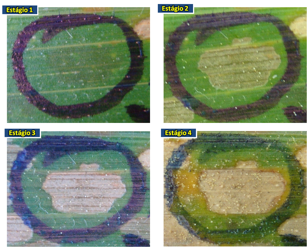 Figura 1. Evolução dos sintomas da mancha branca do milho (Foto: Rodrigo Véras da Costa).