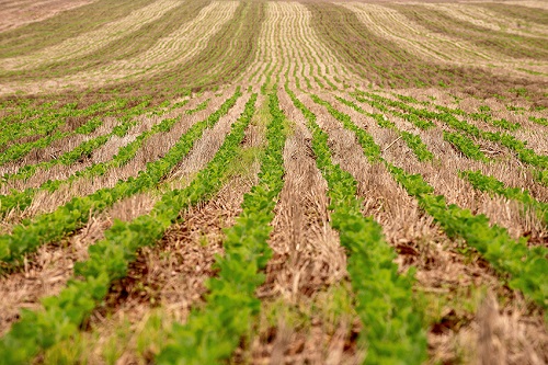 (PSBC) está criando um protocolo para certificar áreas produtoras de soja com baixa emissão de gases de efeito estufa (GEEs); Foto: Divulgação Embrapa