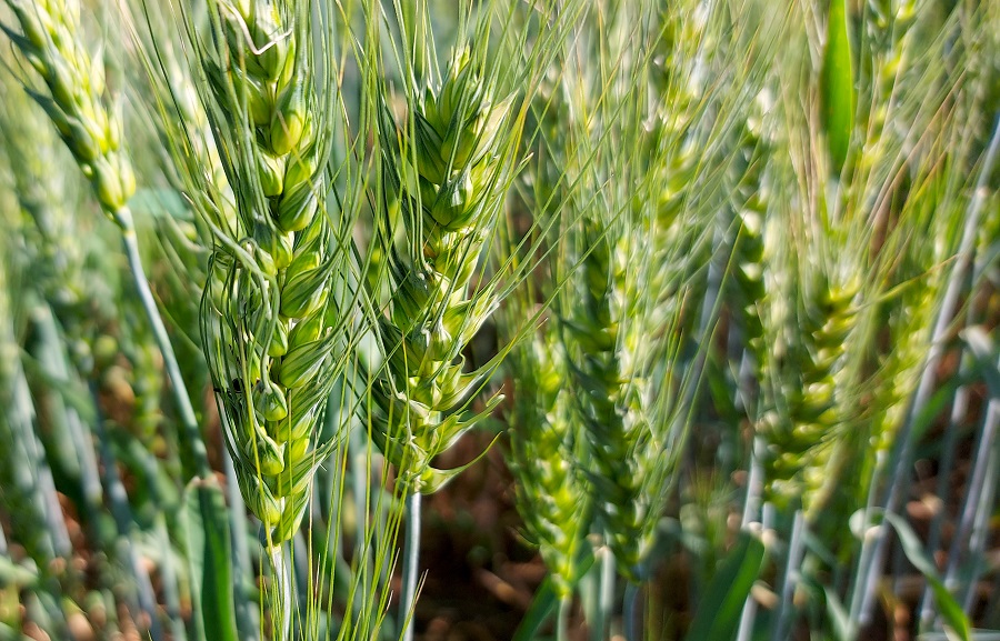 Audiência pública realizada pela Comissão de Agricultura e Reforma Agrária do Senado Federal, pesquisadores e gestores da Embrapa, debateu a expansão da cultura do trigo no Brasil. - Foto: Aliny Melo