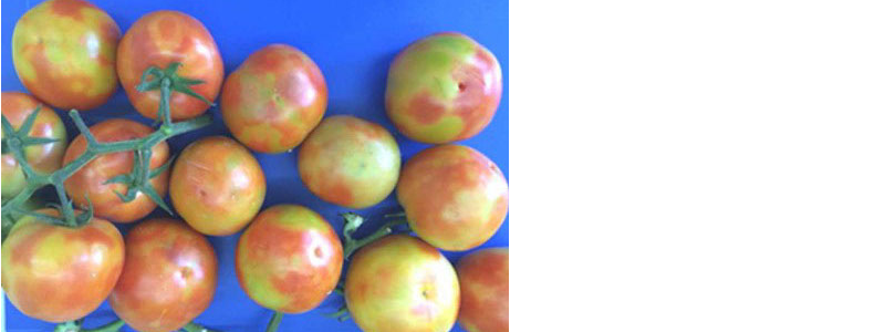 Nos frutos aparecem manchas de cor amarelada a marrom, podendo apresentar rugosidade - Foto: NetaLuria