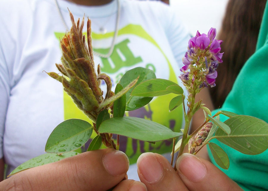 O desmódio (Desmodium ovalifolium) é uma leguminosa forrageira perene, originária da Ásia