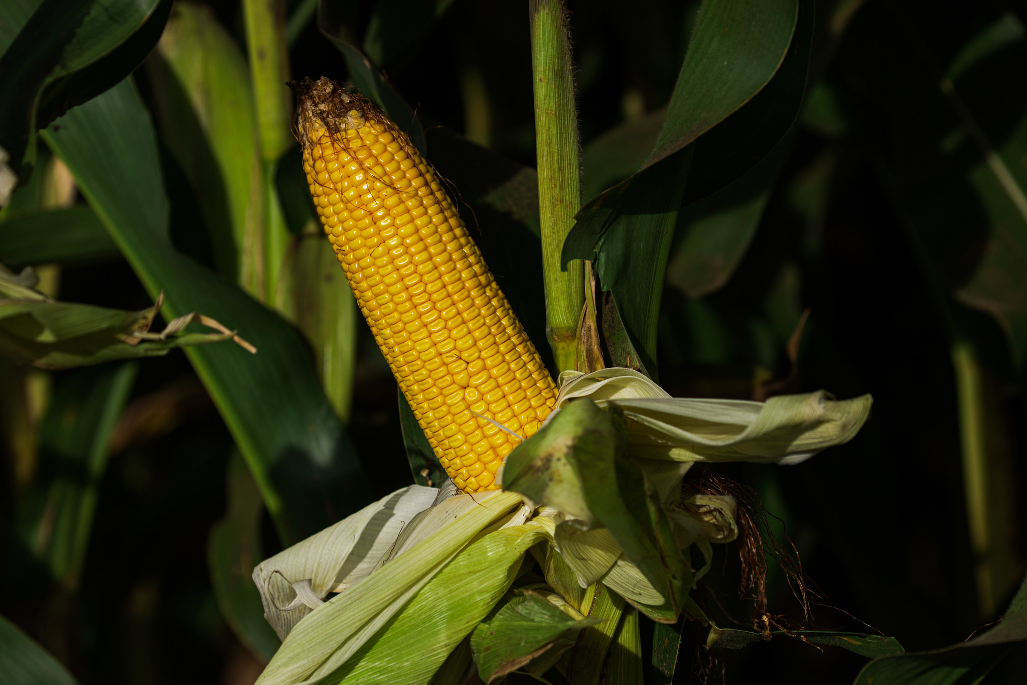 Volume representa um crescimento de 15,2% em relação à 2021/22, o que representa cerca de 41,4 milhões de toneladas a mais, novo recorde na série histórica; Foto: Wenderson Araujo/CNA