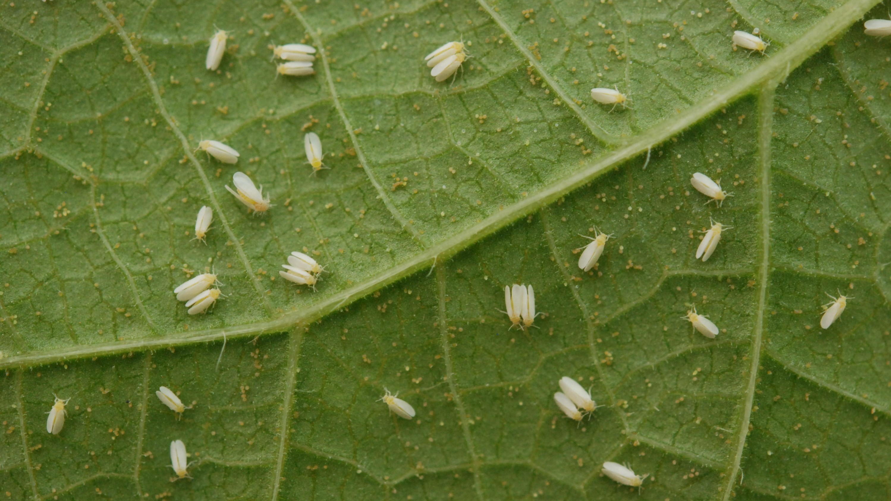 Foto: Embrapa Arroz e Feijão