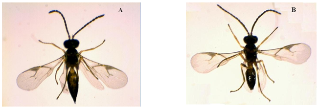 Figura 3 - Adultos de Lysiphlebus testaceips, endoparasitoides de pulgões; (A) macho e (B) fêmea