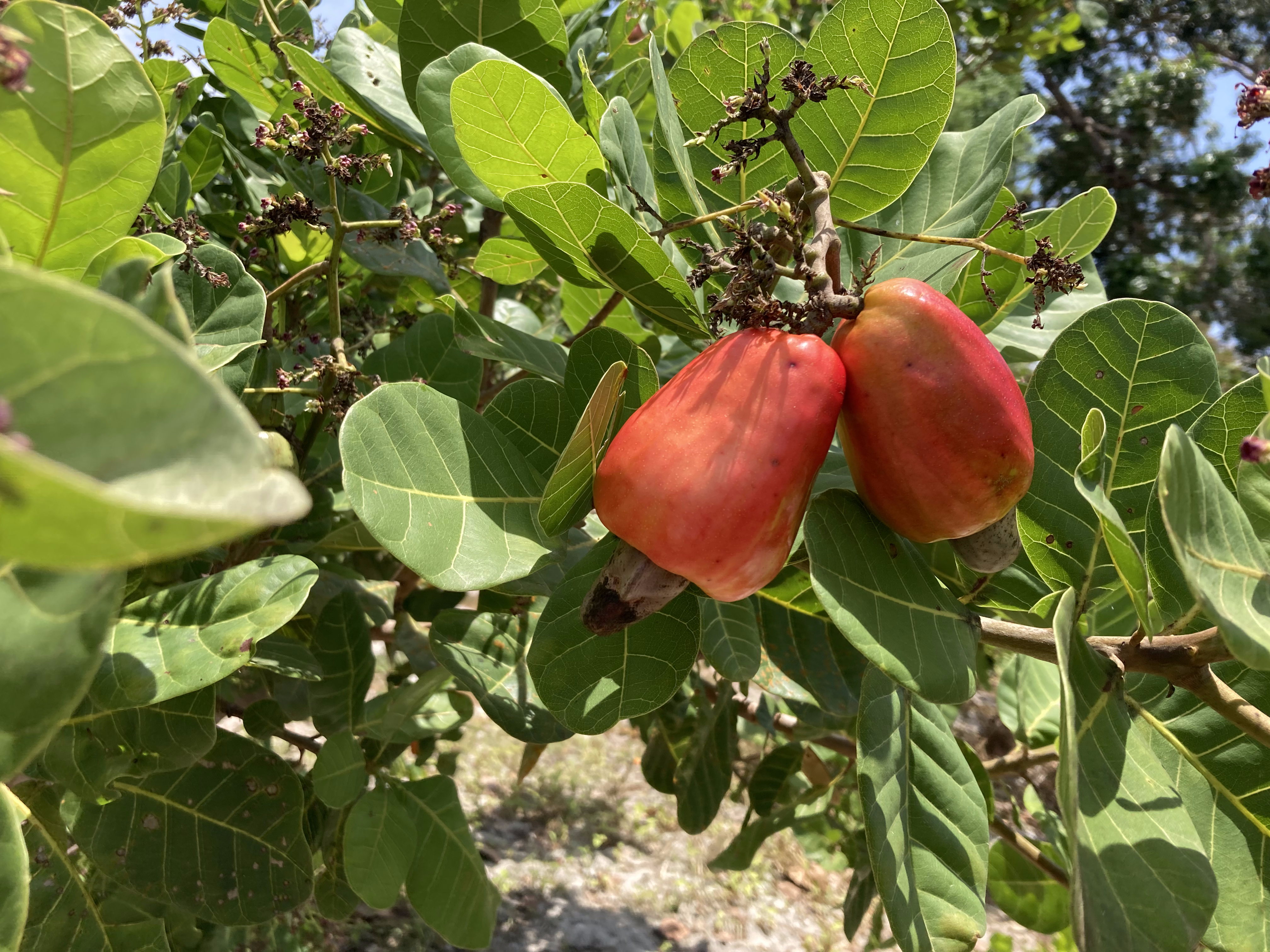 Produção nacional de castanha de caju ficou em 146.603 toneladas; Foto: Divulgação Embrapa