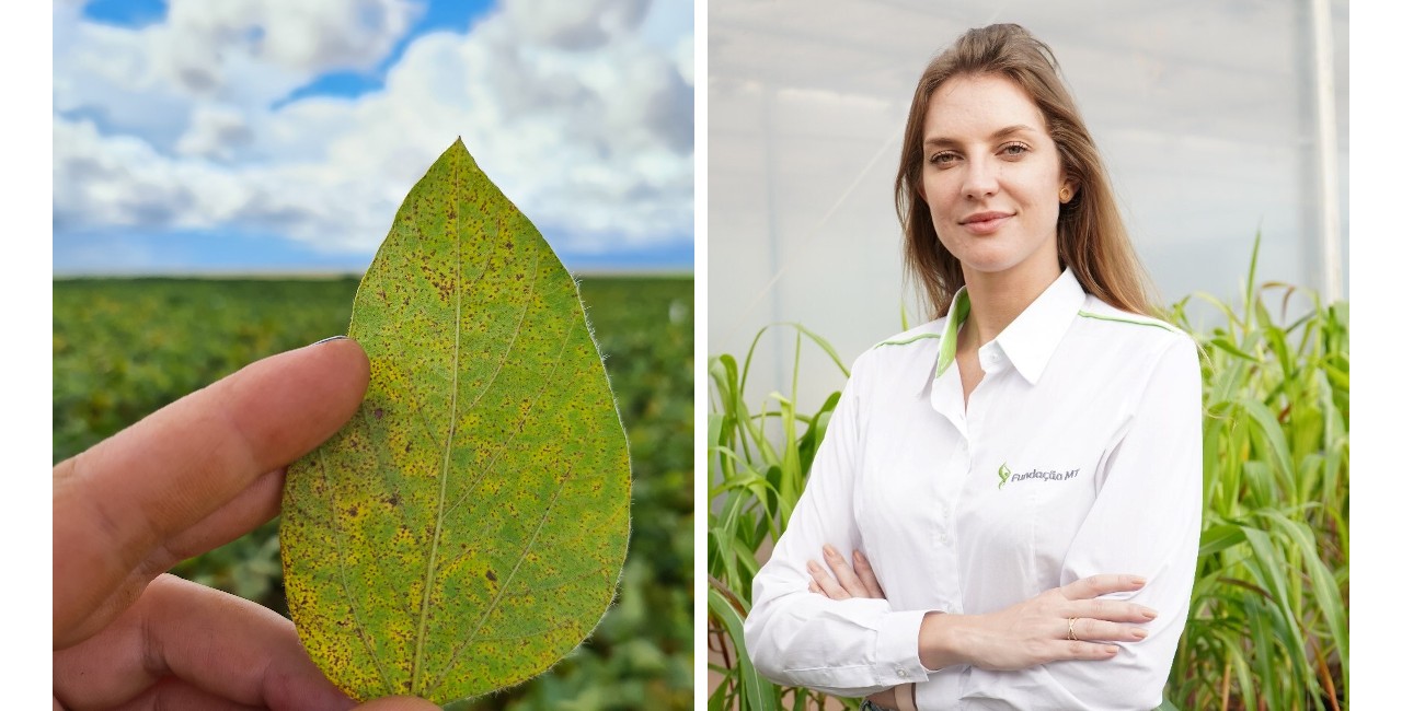 “Foi um ano tranquilo para o produtor de Mato Grosso, realmente. Ele teve incidência em alguns plantios que avançaram a janela de semeadura no final de novembro, mas nada preocupante”, conta fitopatologista Karla Kudlawiec