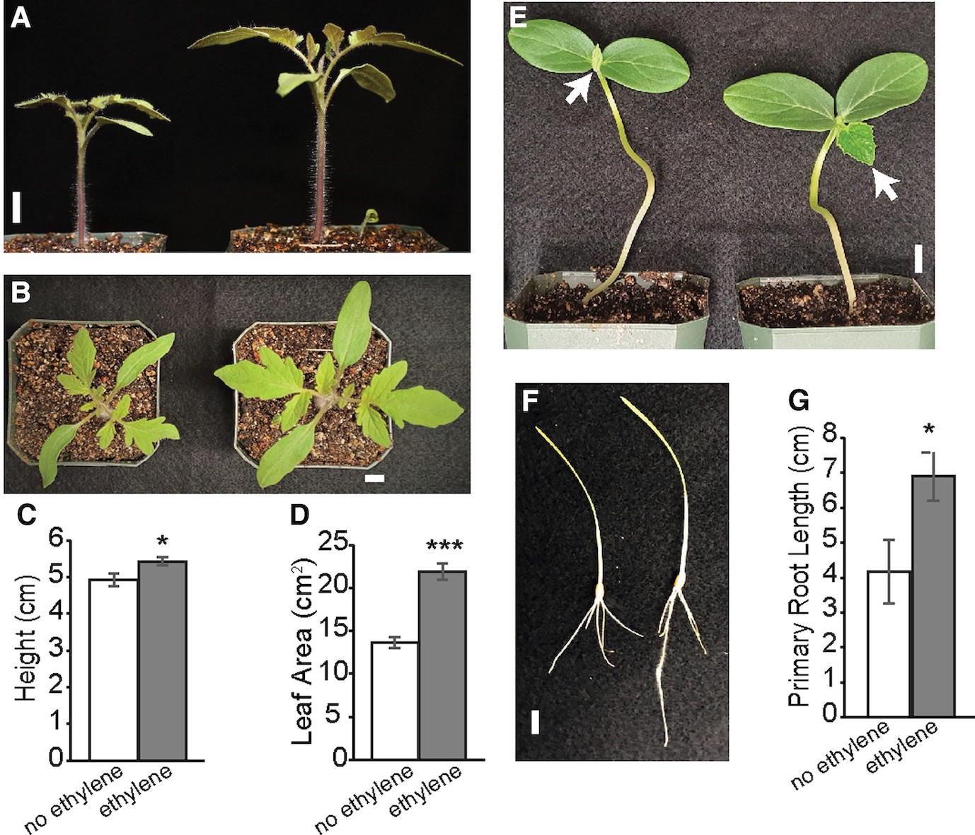 O etileno aumenta o crescimento de várias espécies de plantas. Sementes em germinação de tomate ("S. lycopersicum", cultivar Floridade) A–D) e pepino ("C. sativus", cultivar Beit Alpha Burpless) E) semeadas no solo foram tratadas com etileno ou ar livre de etileno no escuro por 4 dias e trigo ("T. aestivum") cultivadas em ágar F, G) por 3,5 dias --&nbsp;https://doi.org/10.1093/pnasnexus/pgad216
