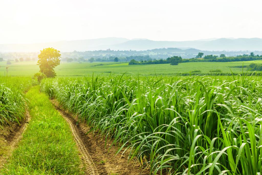 A temporada de chuvas traz imensos benefícios para as culturas agrícolas, mas também alguns dissabores, como o aumento da incidência e do ataque de diversos tipos de fungos e insetos