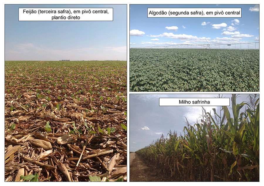 Exemplos de cultivos agrícolas produzidos na segunda e terceira safras, no município de Sorriso-MT, em junho de 2022; créditos das fotos:  Taya Parreiras, 2022