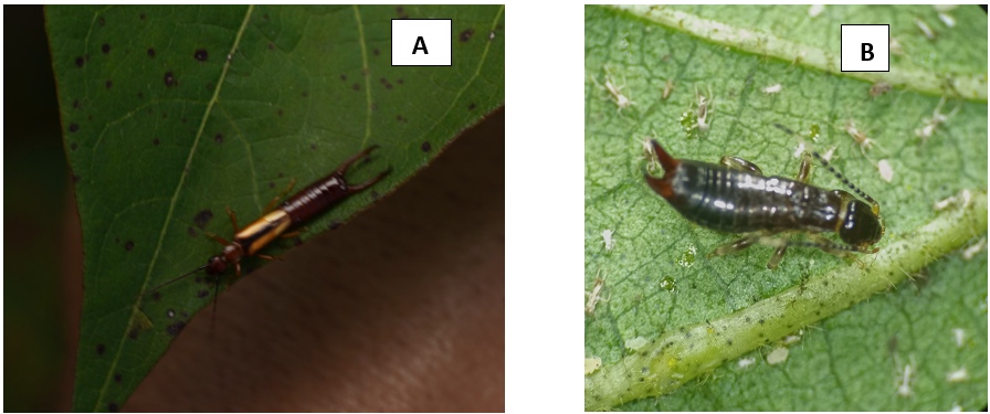 Figura 10 – A) Dorus luteips; B) Euborellia annulipes