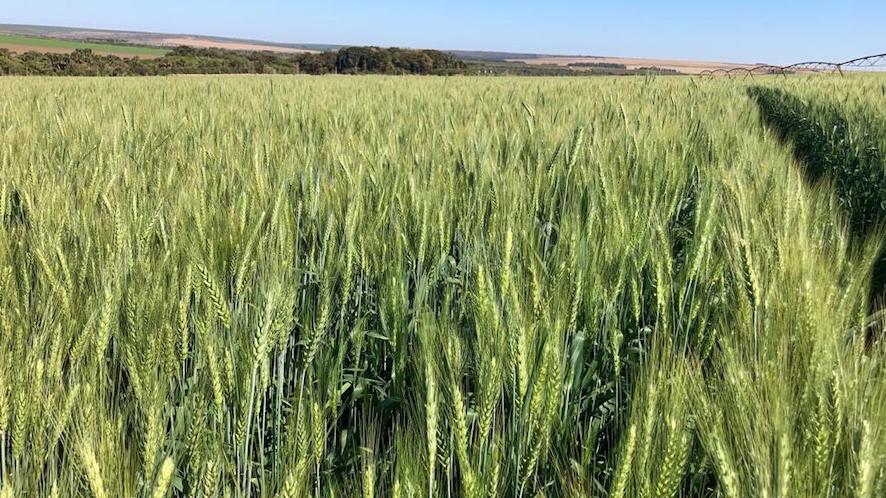 Mesmo com um clima seco, avança a produção do cereal com uso de sistema de irrigação inteligente. - Foto: Divulgação