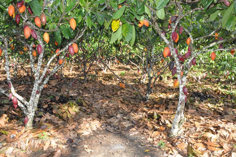 É a primeira tecnologia licenciada pela Ceplac para o controle da vassoura-de-bruxa do cacaueiro; Foto: Divulgação Mapa