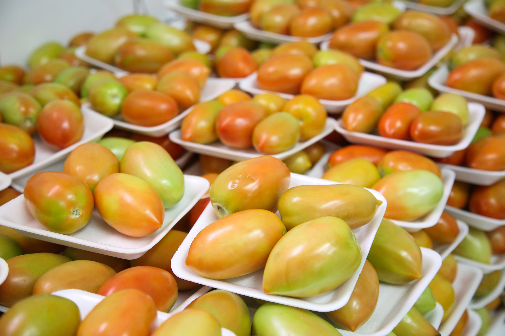No caso do tomate de mesa produzido na região de Mogi Guaçu (SP), os custos totais podem crescer apenas 1% de 2022 para 2023; Foto: CNA