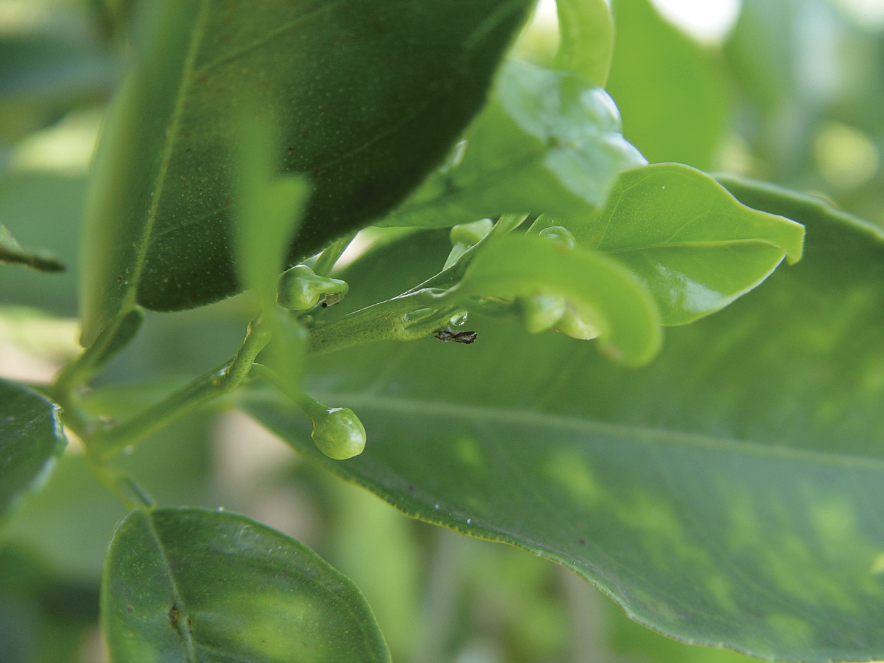 Inseticidas à base dos ingredientes ativos bifentrina e imidacloprido já não estão sendo eficientes no controle do inseto transmissor do greening em algumas localidades e devem ser evitados temporariamente caso sejam observadas falhas de controle após seu uso