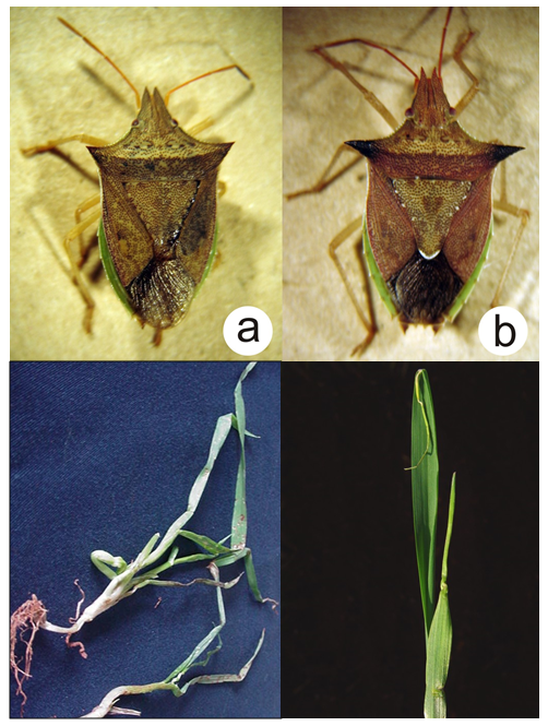 Percevejos Dichelops furcatus (a) e D. melacanthus (b) e danos em trigo