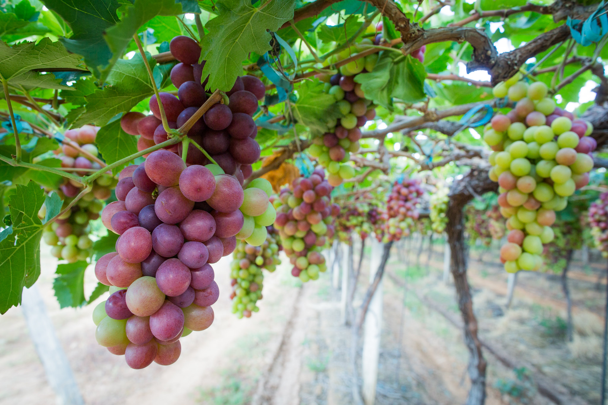 Elevação acompanha o aumento nos custos de produção da uva industrial, influenciado principalmente pelos investimentos na cultura, como mão de obra, fertilizantes, defensivos e embalagens; Foto: Wenderson Araujo/CNA