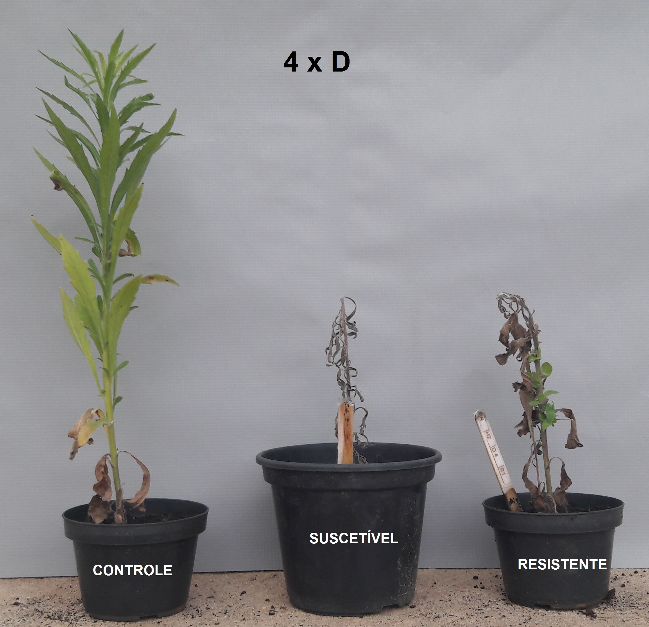 C. sumatrensis sob aplicação de 16 vezes a dose de saflufenacil (280g i.a. ha), aos 28 dias após aplicação e detalhe do rebrote das plantas resistentes