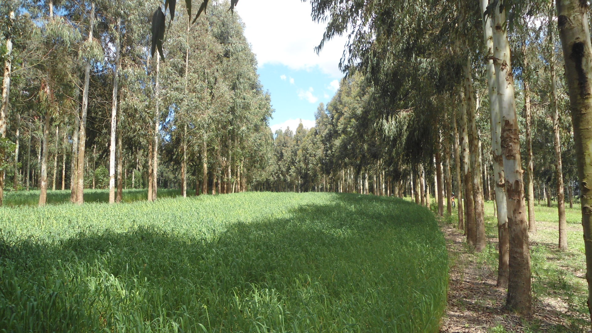 Sistemas Integrados de Produção Agropecuária são exemplos mais sustentáveis do ponto de vista biológico