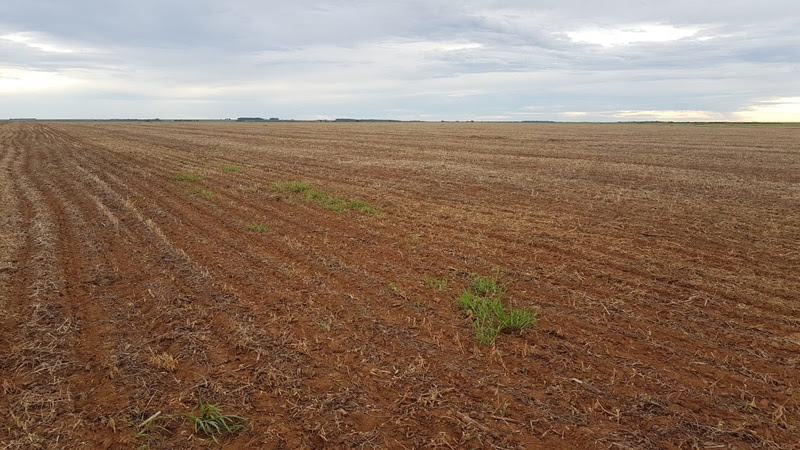 A presença de plantas daninhas pode afetar a produtividade e causar perdas de até 15% da produção mundial de grãos de acordo com a Embrapa. - Foto: Divulgação