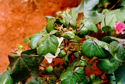 Planta de algodão com sintomas de doença azul