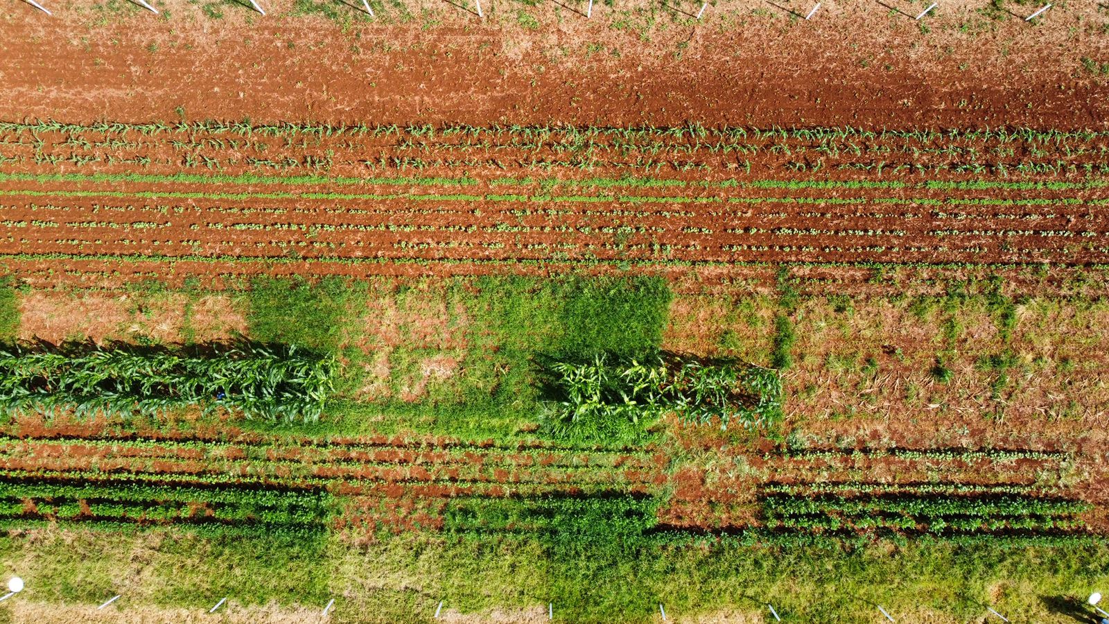 Estão abertas as inscrições para a 3ª edição da "Escola de Herbicidas", que será realizada de 20 a 22 de março pela Fundação MT; Foto: Divulgação